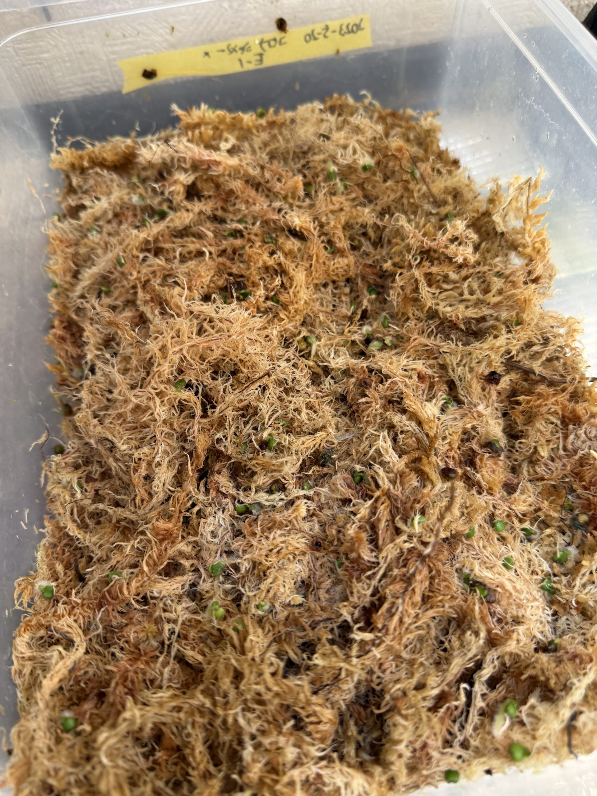 超雑なアンスリウムの実生。