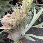 veitchiiの貯水を更に伸ばしてみようと...