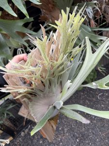 veitchiiの貯水を更に伸ばしてみようと...