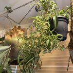 ぐりぐりオリヅルランが可愛い。