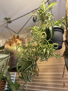 ぐりぐりオリヅルランが可愛い。