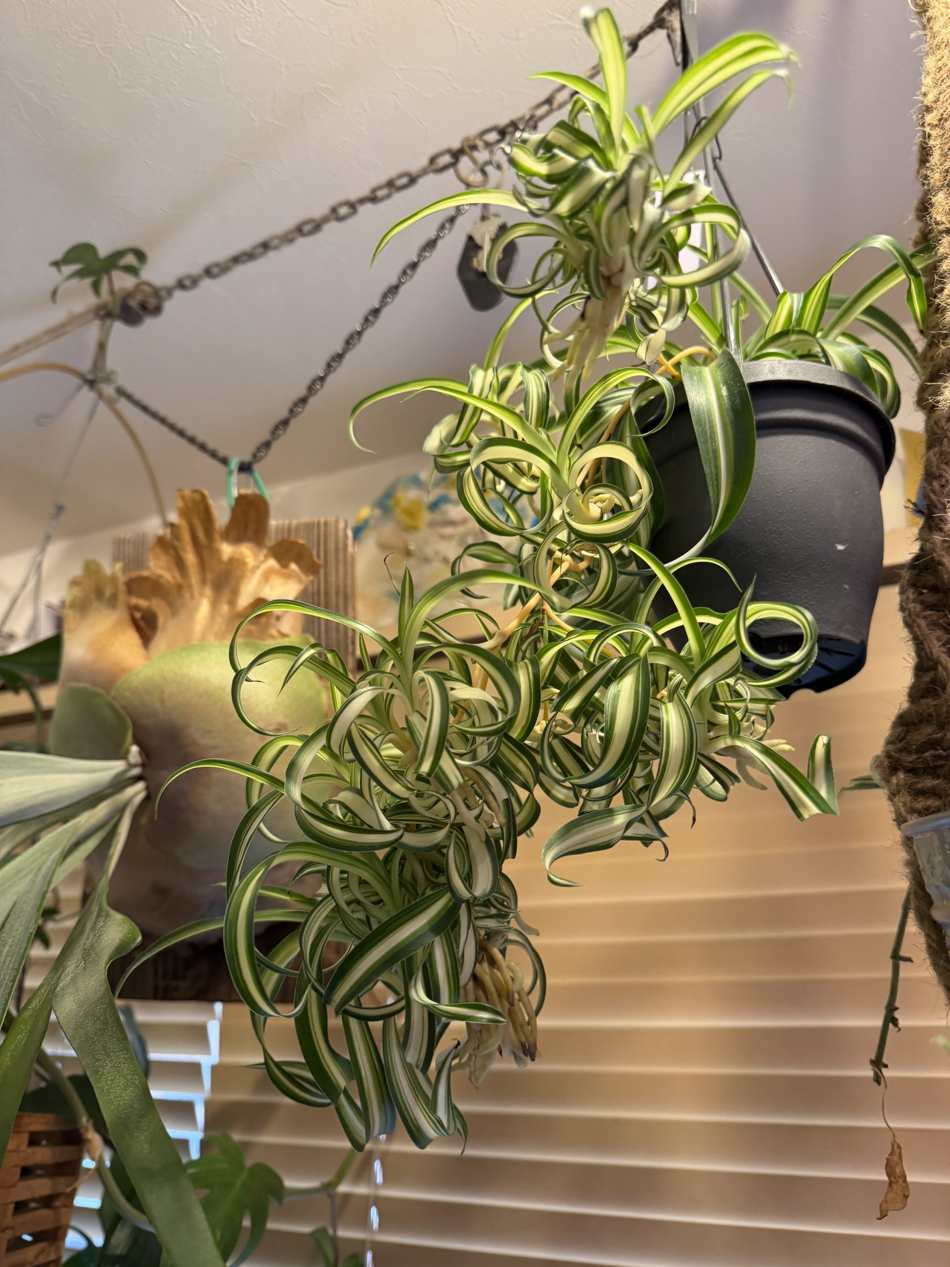 ぐりぐりオリヅルランが可愛い。