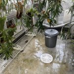 温室の大掃除...