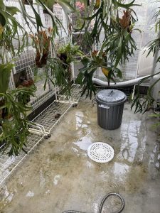 温室の大掃除...