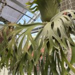P. willinckii （FRK-深爪）の記録。7