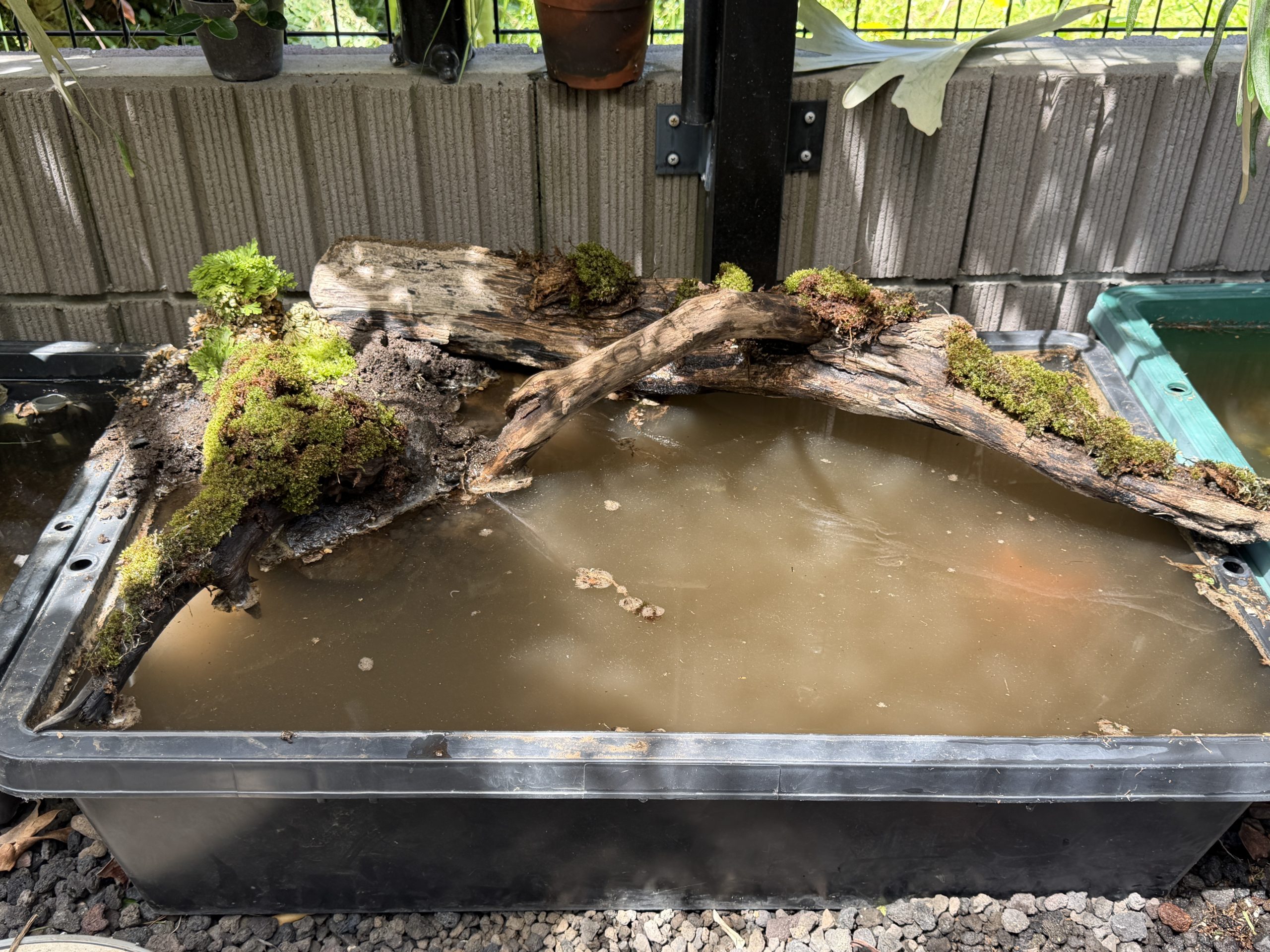 ビカク栽培場の池。