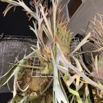 屋外ビカク栽培場。