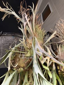 屋外ビカク栽培場。