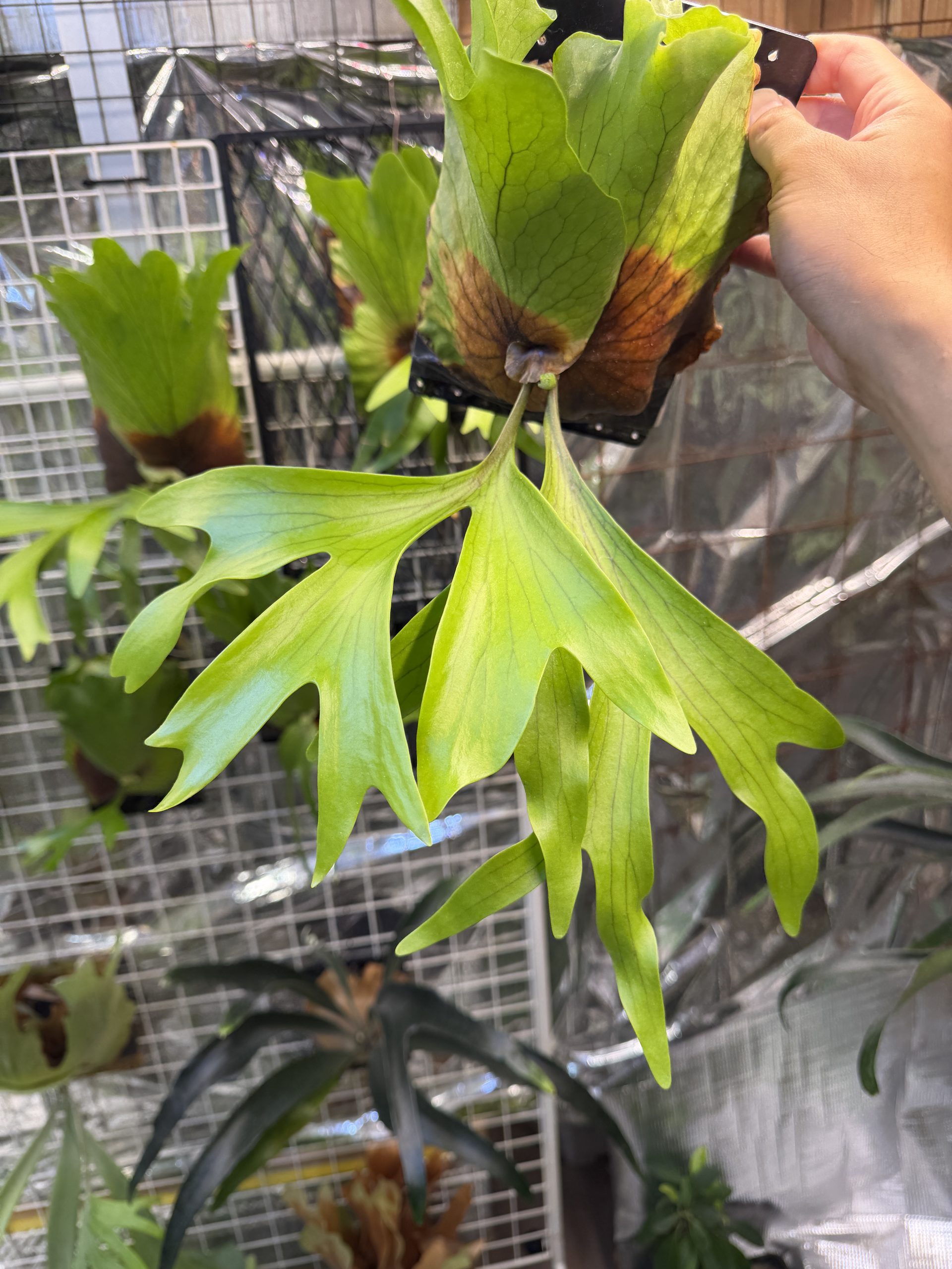 コロナリウムの胞子培養。
