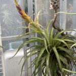 【10年目】チランジア・ハリシーがついに咲いた。