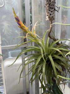 【10年目】チランジア・ハリシーがついに咲いた。