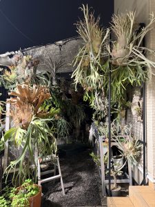 夜ビ