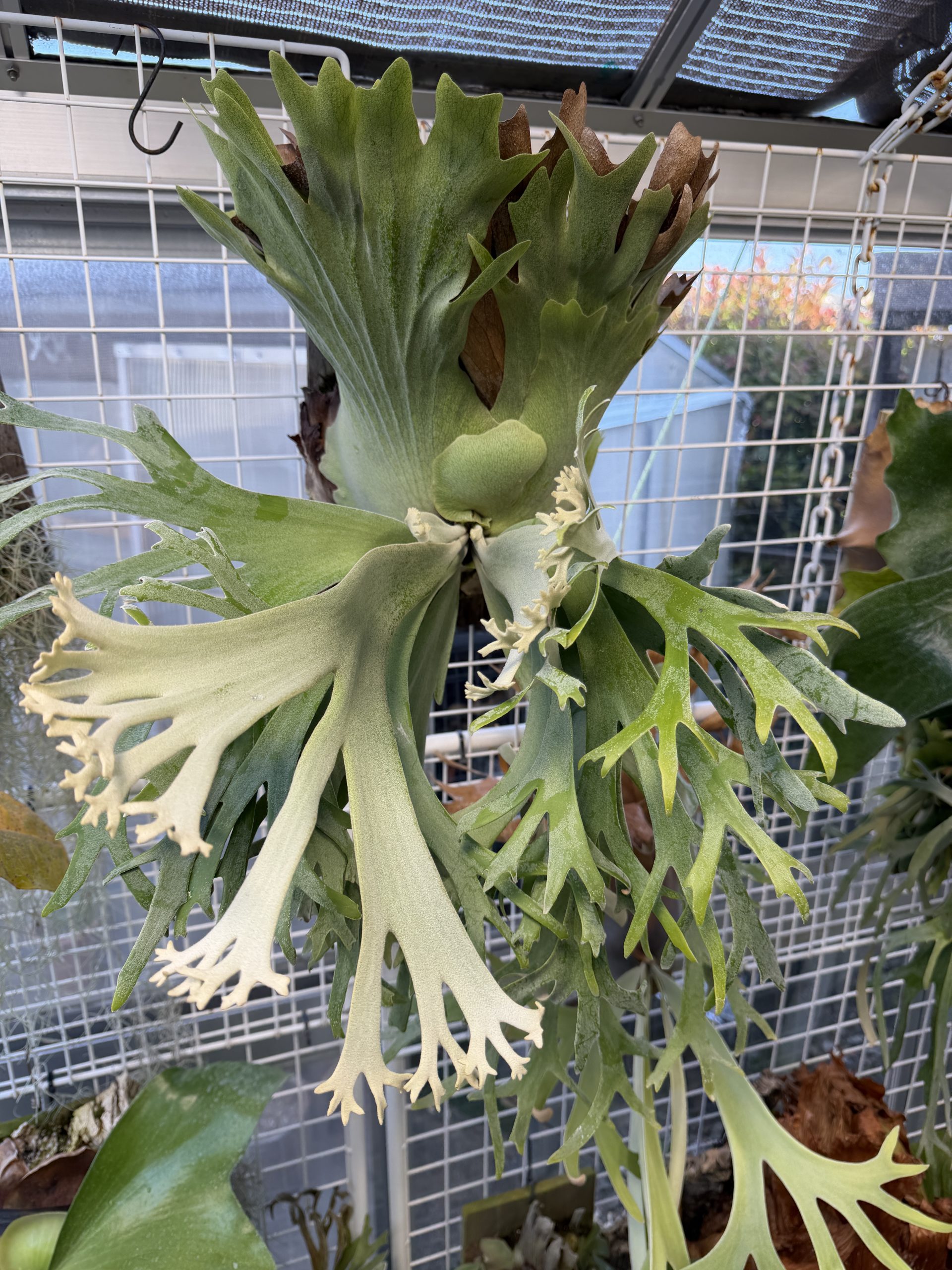 温室の魷。