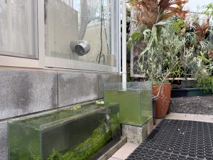水槽が増える庭。
