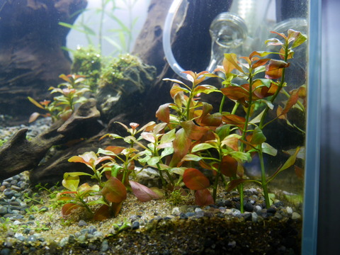 P1100218