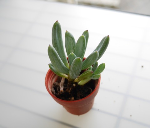 P1090226