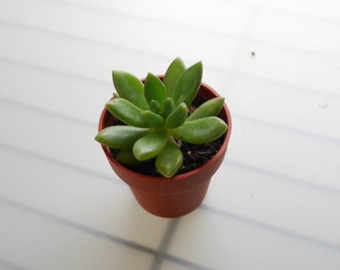 P1090224