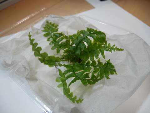 P1100617