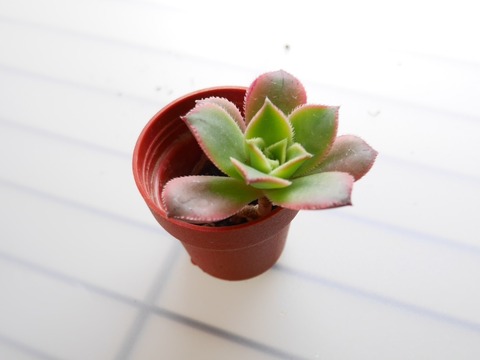 P1090223