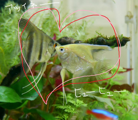 love tenshi