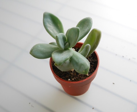 P1090229